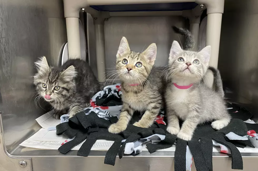 Tuesday Tails: It’s Kitten Shower Time