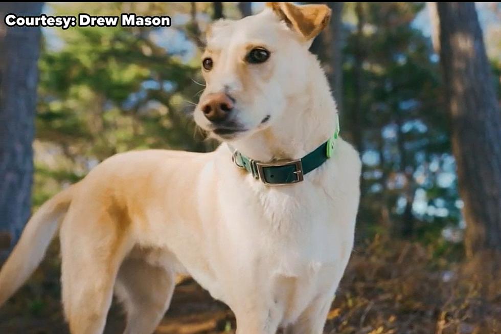 Meet the Mitten Mutt — He Explores All the Cool Vacation Spots in Michigan [VIDEO]