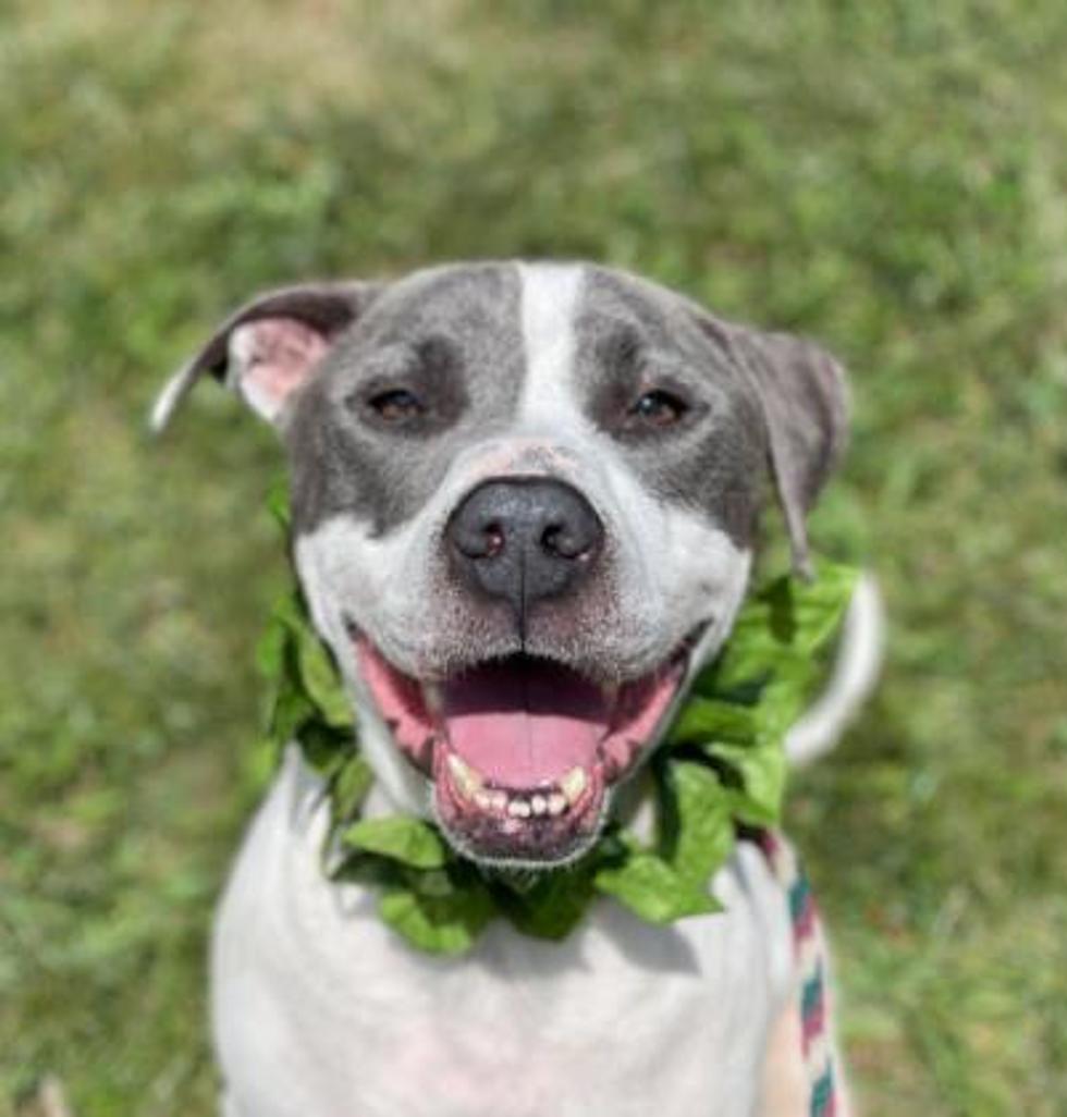Sweet Ricco Will Melt You With His Smile: Tuesday Tails