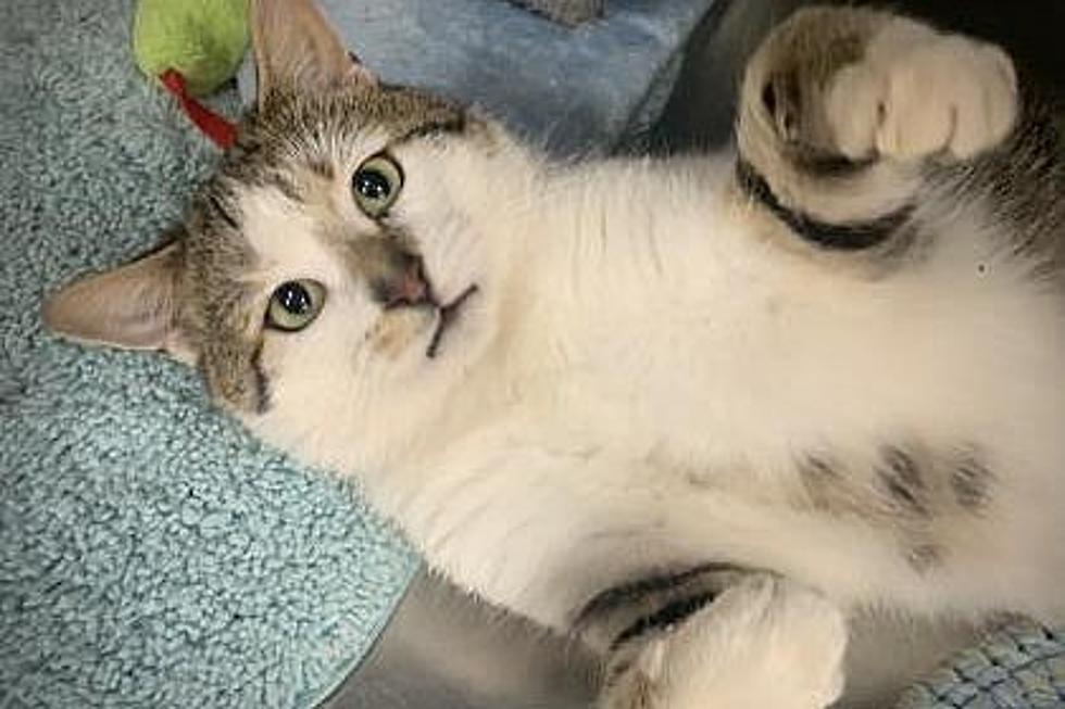 Rocky Could be the Purrrfect Addition to Your Family