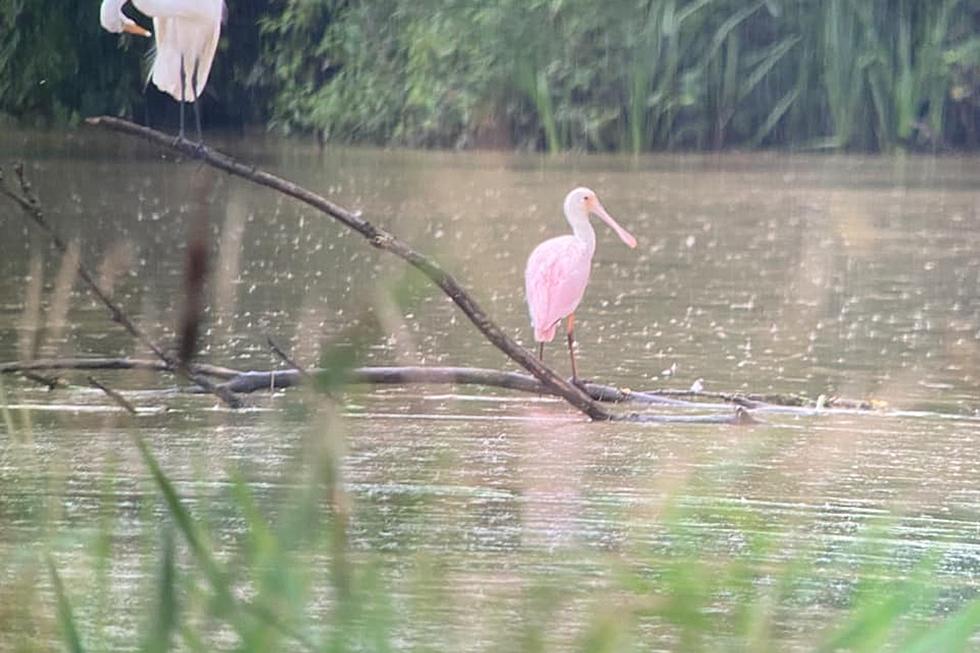 Bird Lovers Flock to Michigan for a Glimpse at Rare Pink Bird