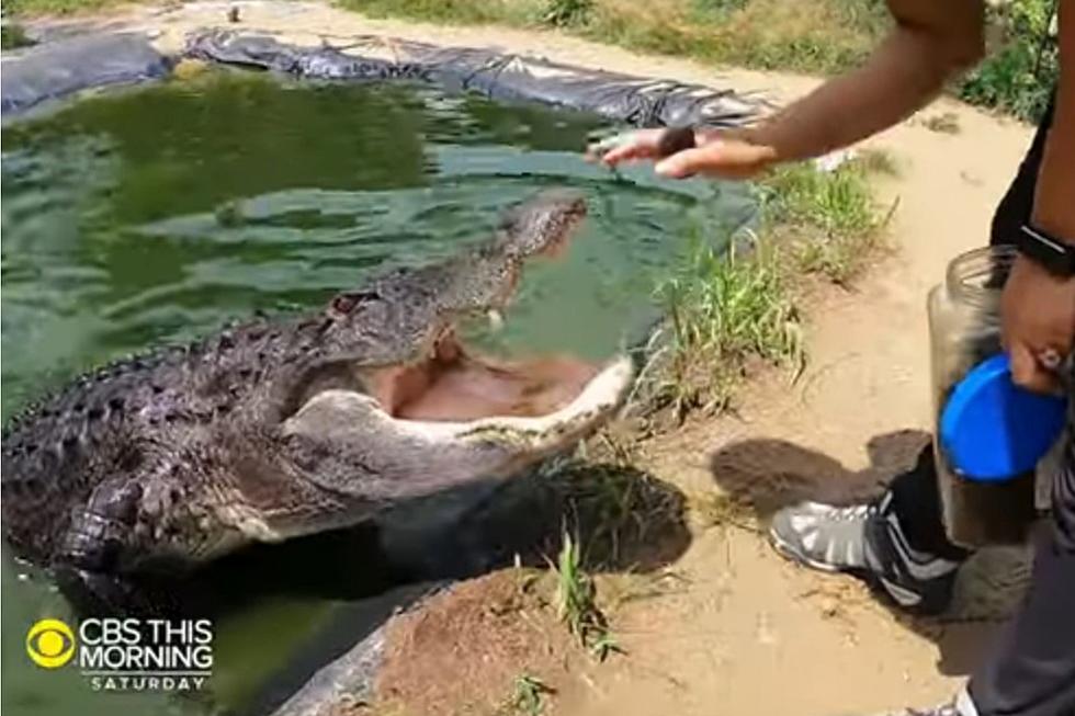 Did You Know There’s An Alligator Sanctuary Right Here in Michigan? [VIDEO]