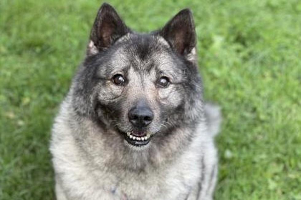 Meet Charlie, the Norwegian Elkhound Looking for a New Home