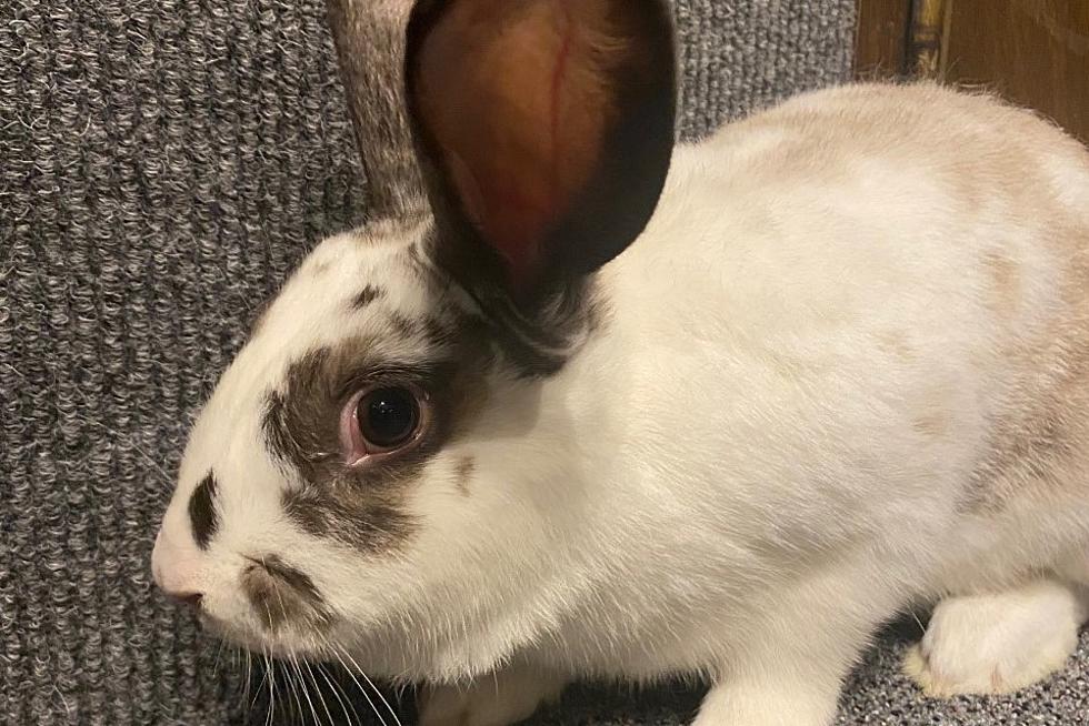 Maggie is Looking For &#8220;Somebunny&#8221; to Love: Tuesday Tails