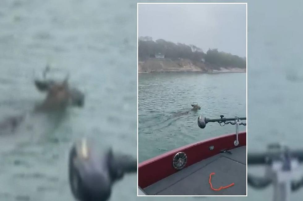 Two Guys Save a Buck From Drowning While Fishing in Lake Michigan [VIDEO]