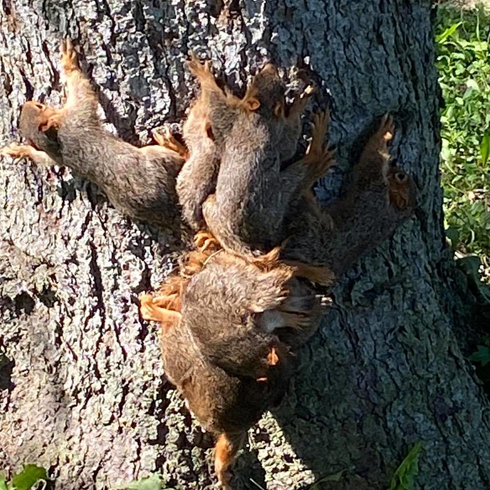 Seven Baby Squirrels Get Their Tails in a Knot, Grand Blanc Cops Step in to Help