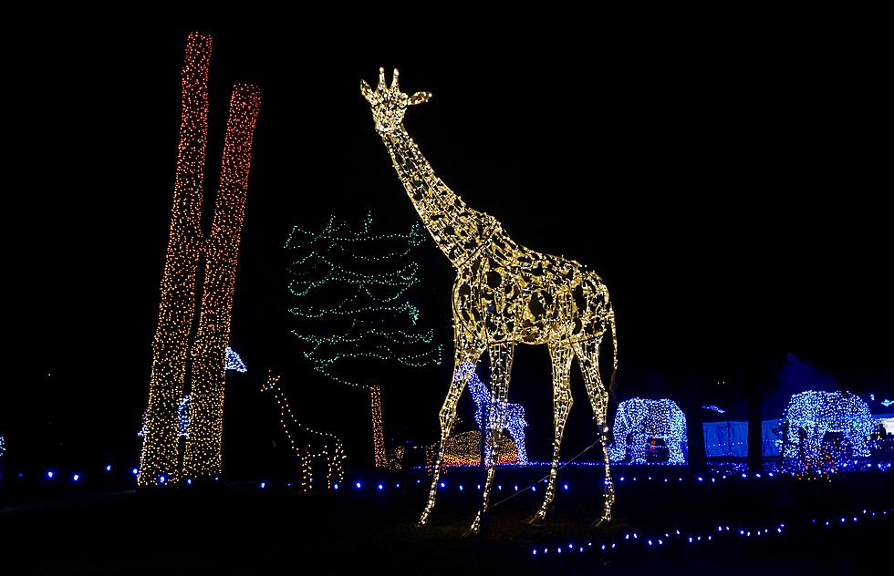 Holiday Magic of the Detroit Zoo's Wild Lights is Back for 2021