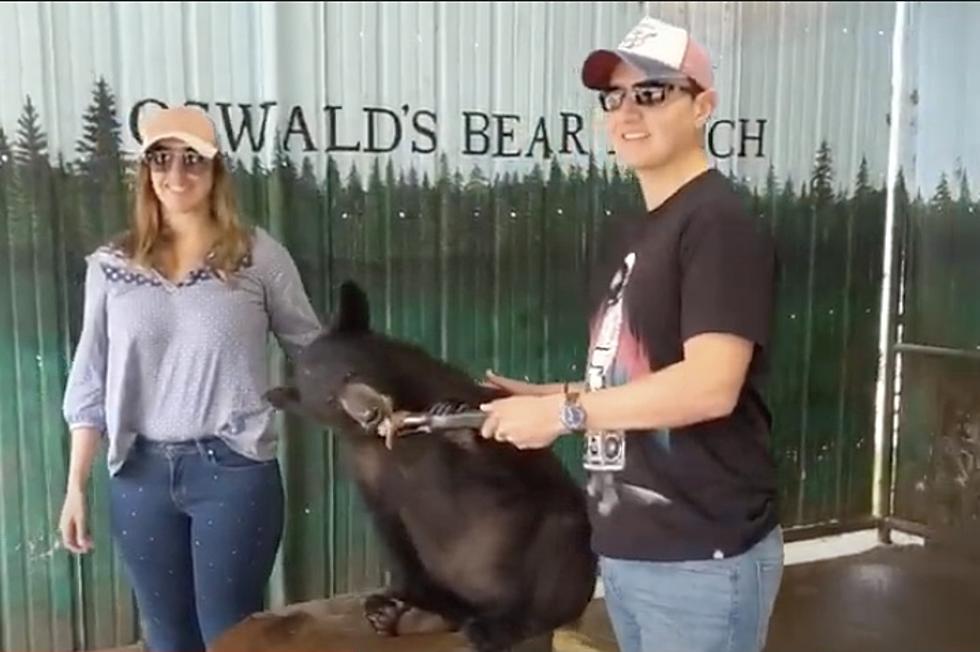 Popular Oswald’s Bear Ranch in U.P. Under Federal Investigation