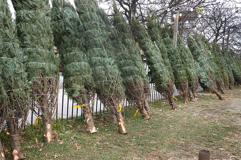 Michiganders Weigh in on how to Keep A Real Christmas Tree Alive 