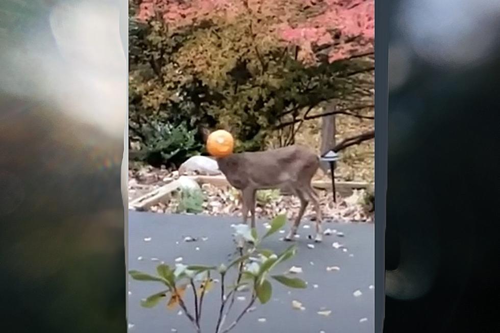 Poor Deer: Doe With Head Stuck in Pumpkin on the Loose in West Michigan [VIDEO]