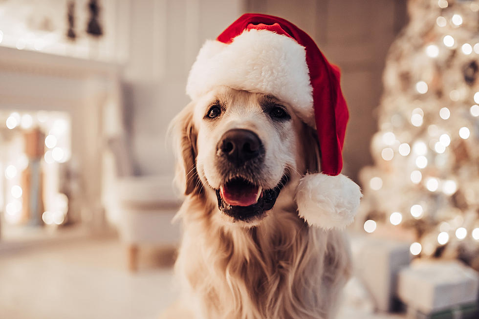 Give the Gift of Love This Christmas : 20 Animals You Can Adopt