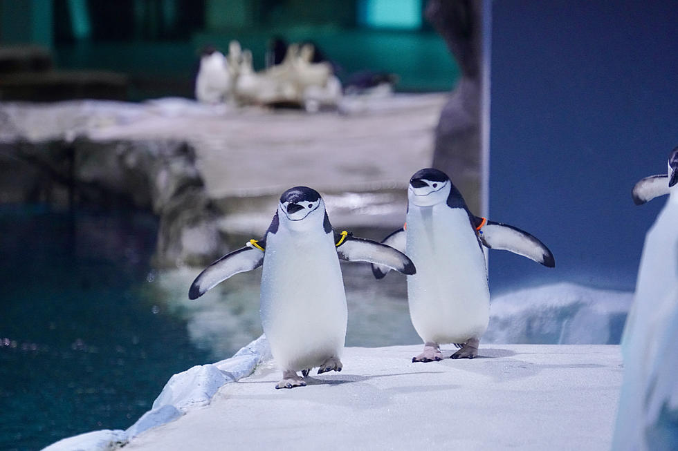 Detroit Zoo Reopens  Famous Penguin House to Public 
