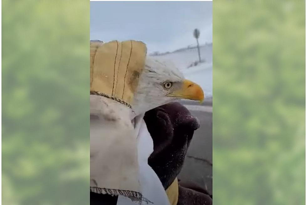Injured &#038; Scared Bald Eagle Saved After Michigan Family Comes to the Rescue