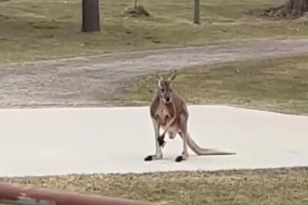 A Kangaroo Named Douglas Showed up in a Lapeer Woman’s Backyard