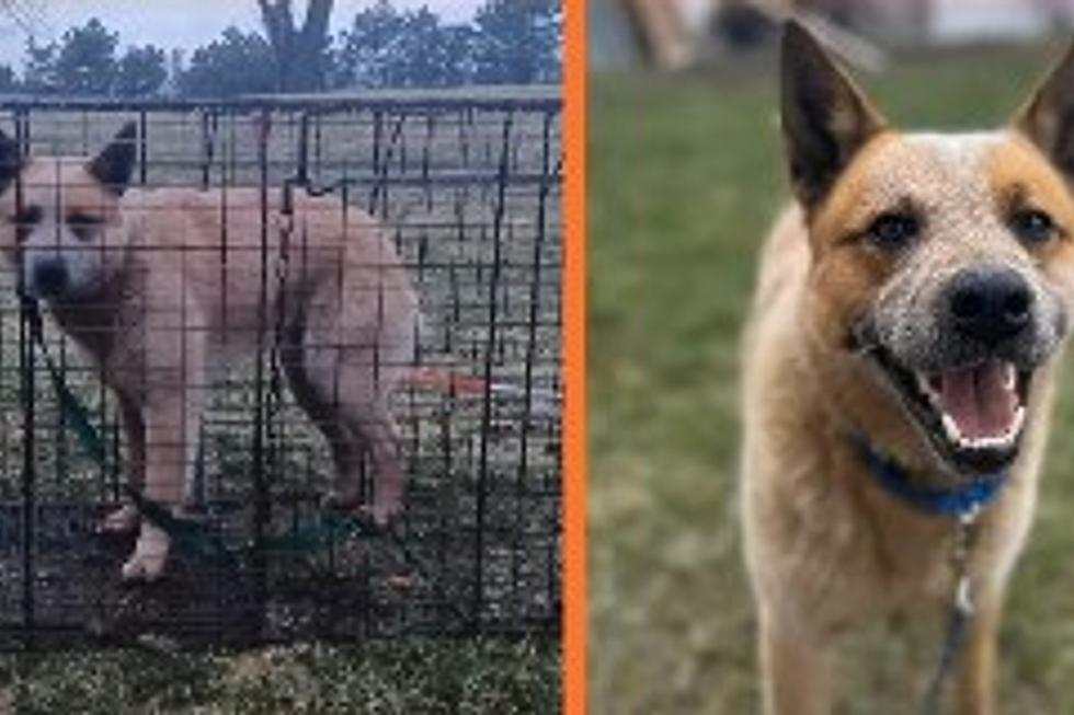 Michigan Rescue Dog Missing for 8 Months Captured in Warren