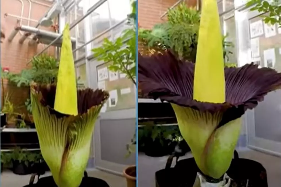 Watch This Foul-Smelling Corpse Flower Come to Life in Michigan [VIDEO]