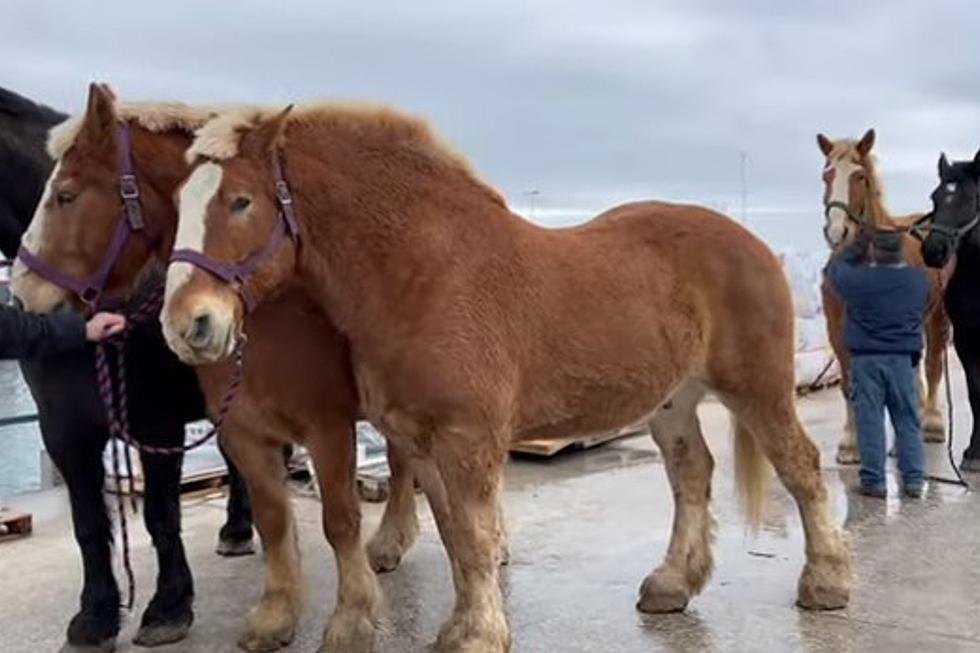 Here’s How 500 Horses Make Their Annual Trek Back to Mackinac Island