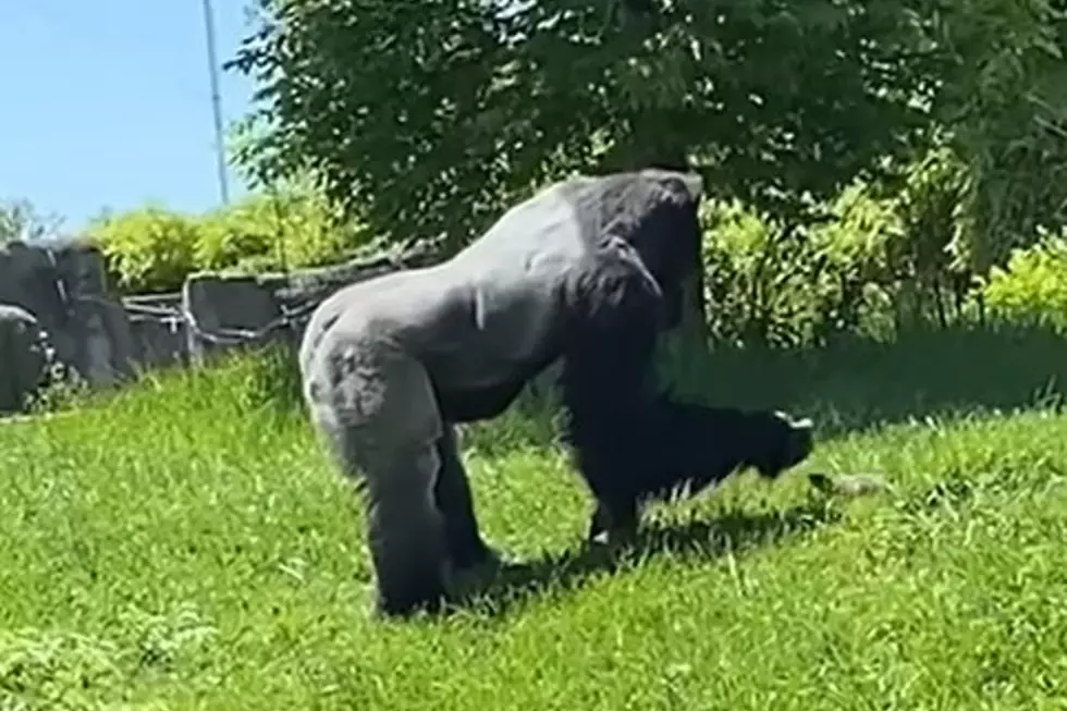 Gorilla + Groundhog Form an Unusual (But Adorable) Friendship at the Detroit Zoo