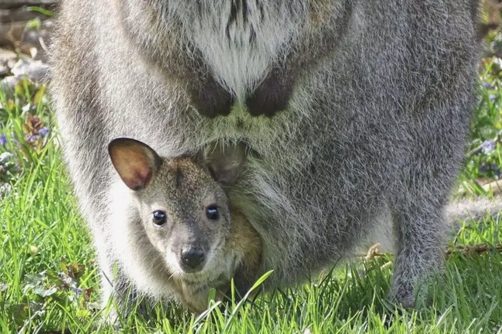 Intense Search Underway at Detroit Zoo For Missing 5 Month Old Wallaby