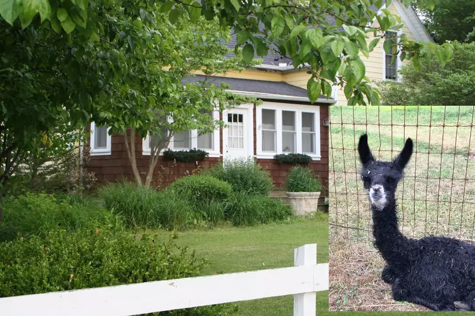 You Can Sleep Among the Llamas at These Four Michigan Airbnb Houses