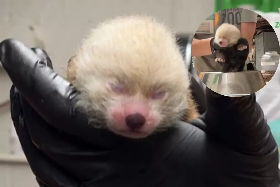 Lansing's Potter Park Zoo Welcomes Endangered Red Panda Cub 