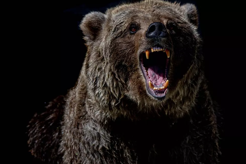 Michigan Man Lucky to Be Alive After Violent Grizzly Bear Attack