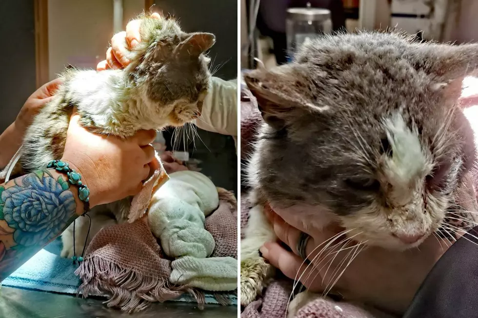 Found Frozen to the Ground in Muskegon, Rescued Cat on the Mend