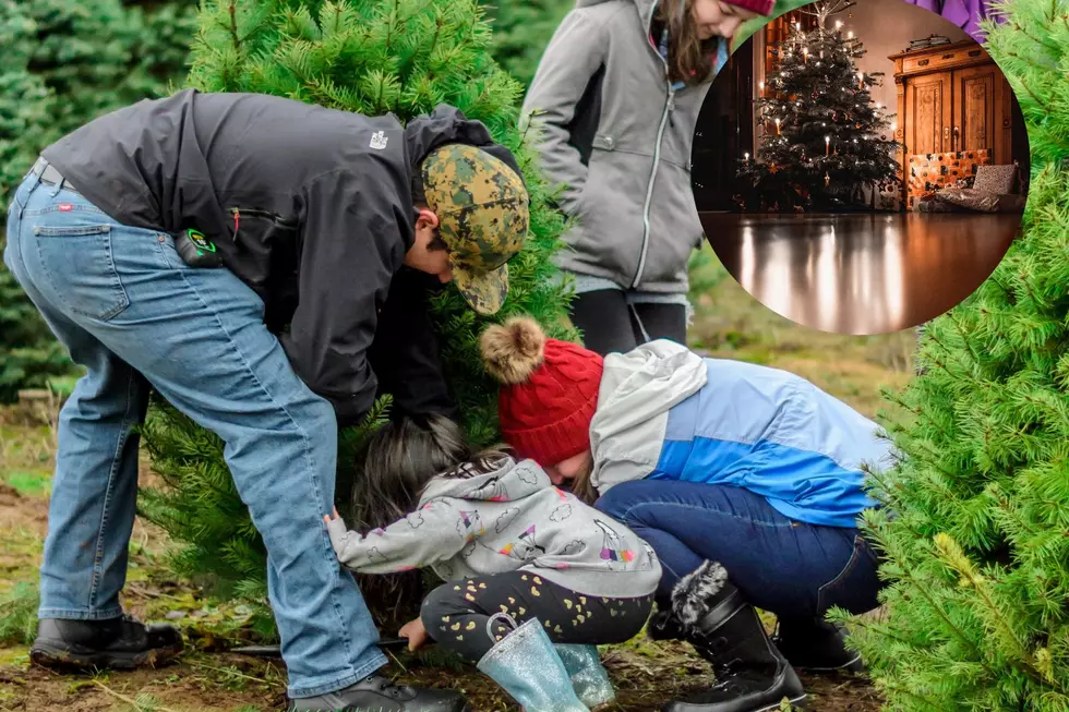 Michiganders! Make Your Christmas Tree Last with These Tips