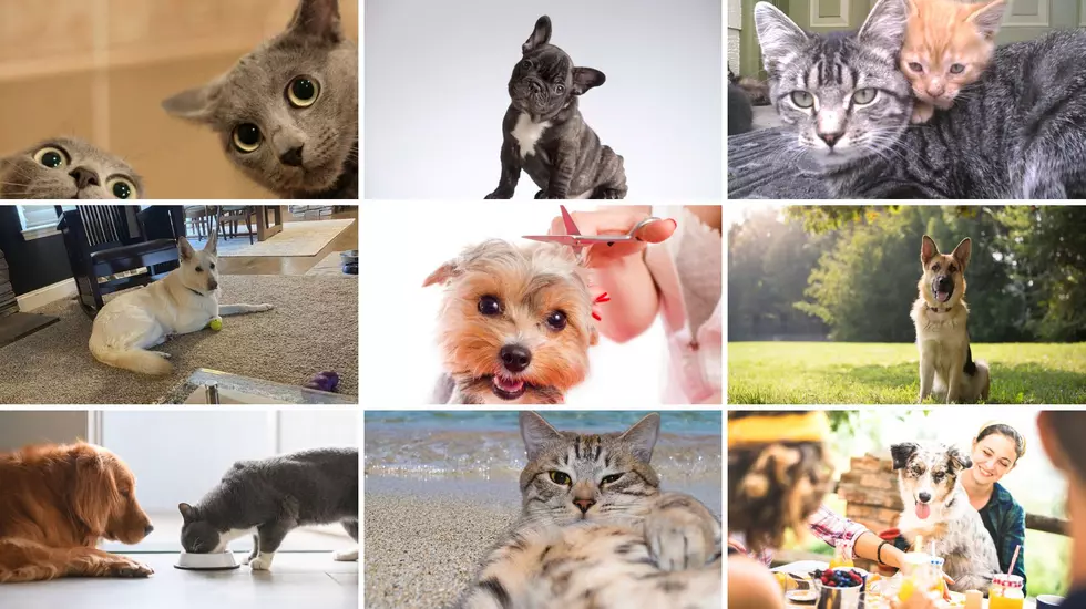 Fun With Puns: Mid Michigan's 16 Best Pet Salon Names