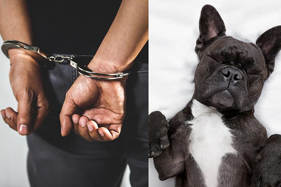 Detroit Man Arrested After Beating Puppy for Breaking His Sunglasses