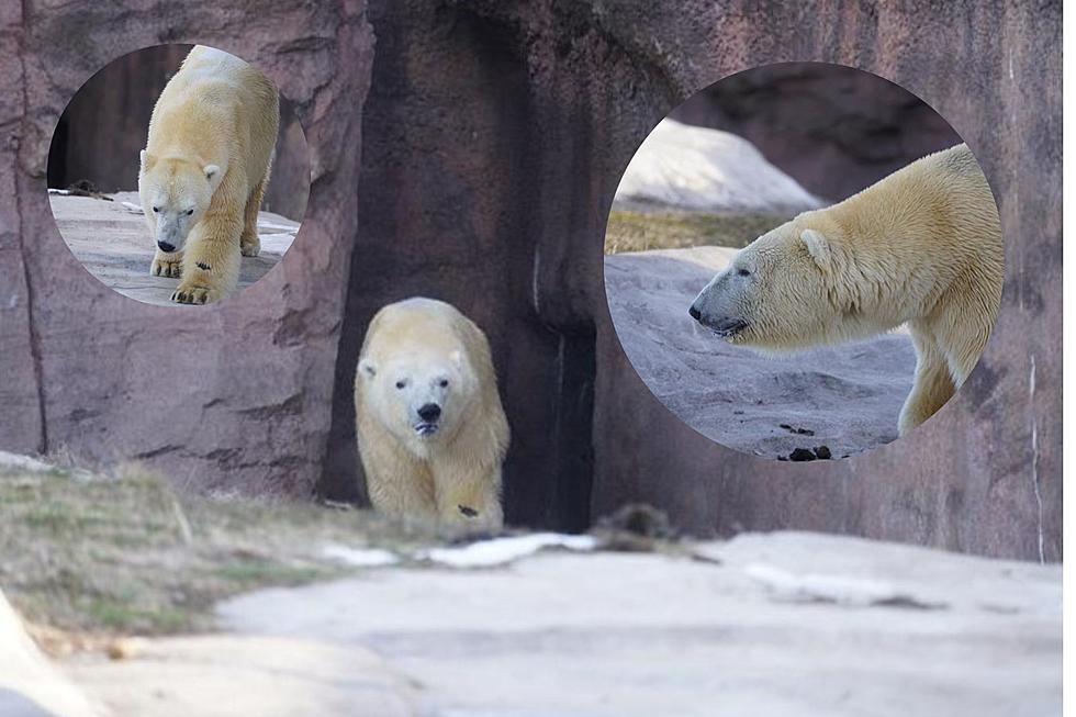 Welcome Back! Nuka the Polar Bear is Heading Home to Detroit  Zoo