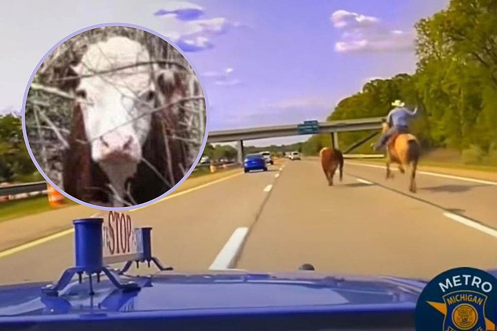 I-75 Rodeo Goes Viral: Lassoing Lester the Lost Cow