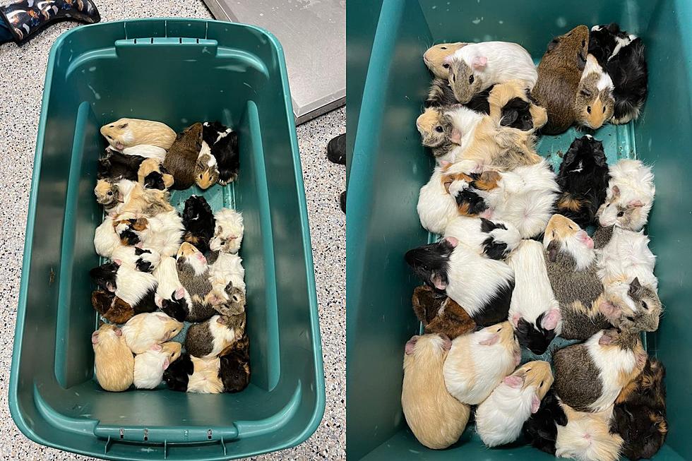 Somebody Just Dumped 24 Guinea Pigs on a Michigan Street