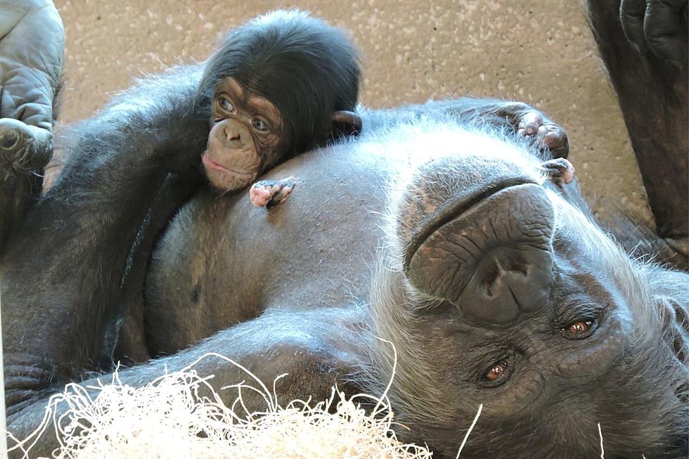 Oh Baby! Detroit Zoo Welcome New Baby Chimp to the Family