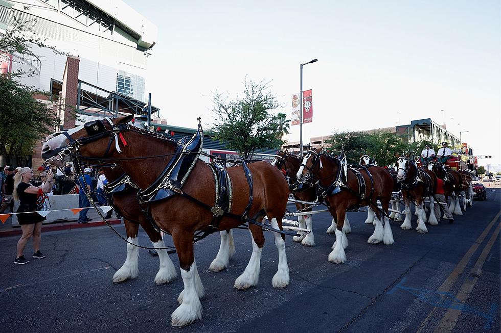 Here’s Your Chance to ‘Meet’ a Legendary Budweiser Clydesdale in Burton