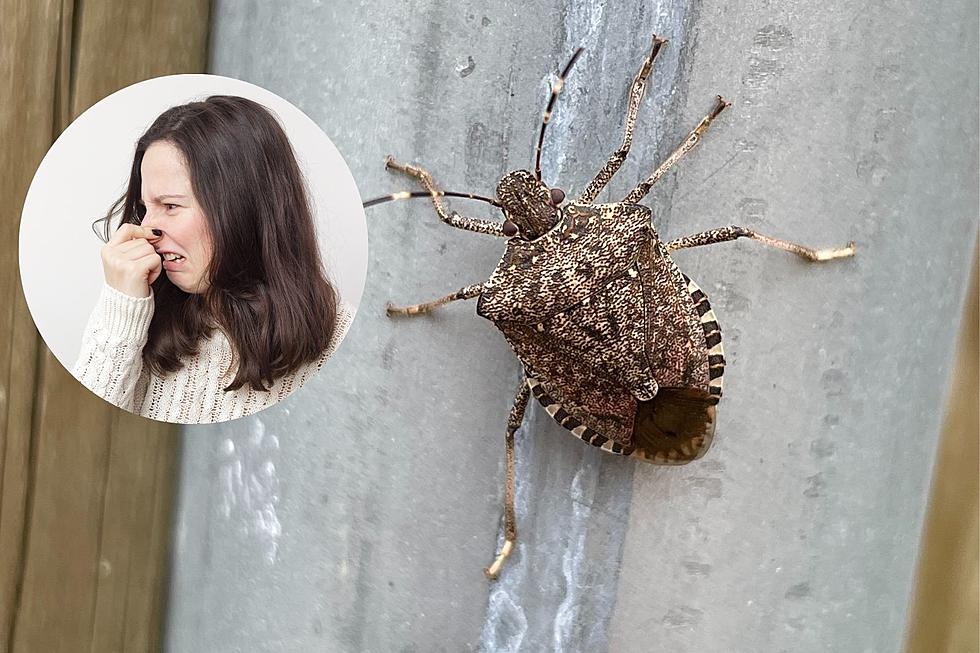 They're Back! Stink Bug Time in Michigan: How to Defend Your Home