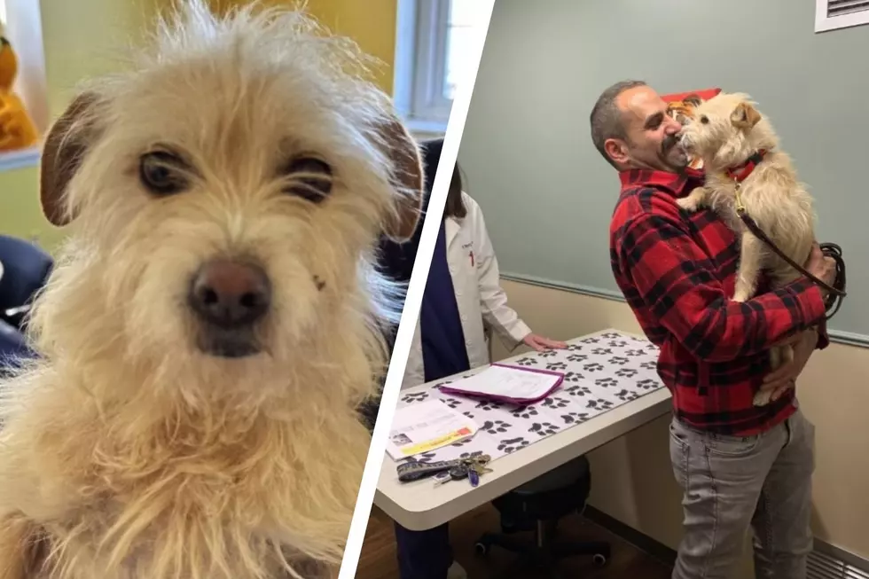 Reunited! Dog From California Lost This Summer Found in Michigan