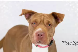 Here is our pet of the week available for adoption at Metro Animal Shelter