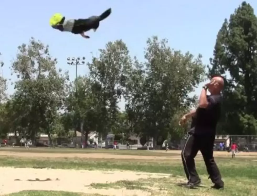Dog-cathlon: This Dog Would Take Gold with Every Trick [VIDEO]