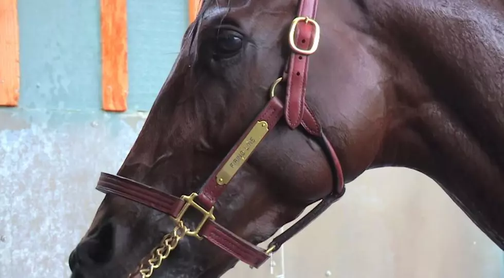 Firing Line the Favorite at the $800,000 Sunland Derby [VIDEO]