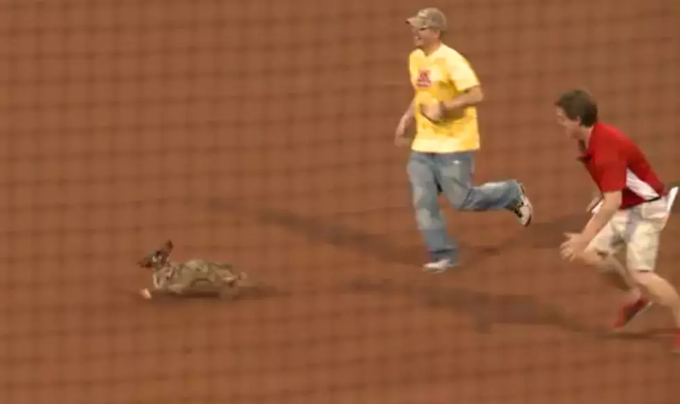 Wiener Dog Runs Loose At Chihuahuas Game