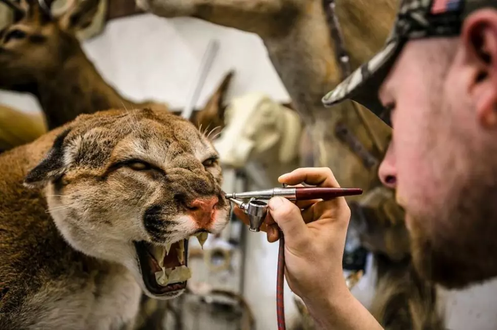 Special Guest: Dustin Coons, True Life Taxidermy