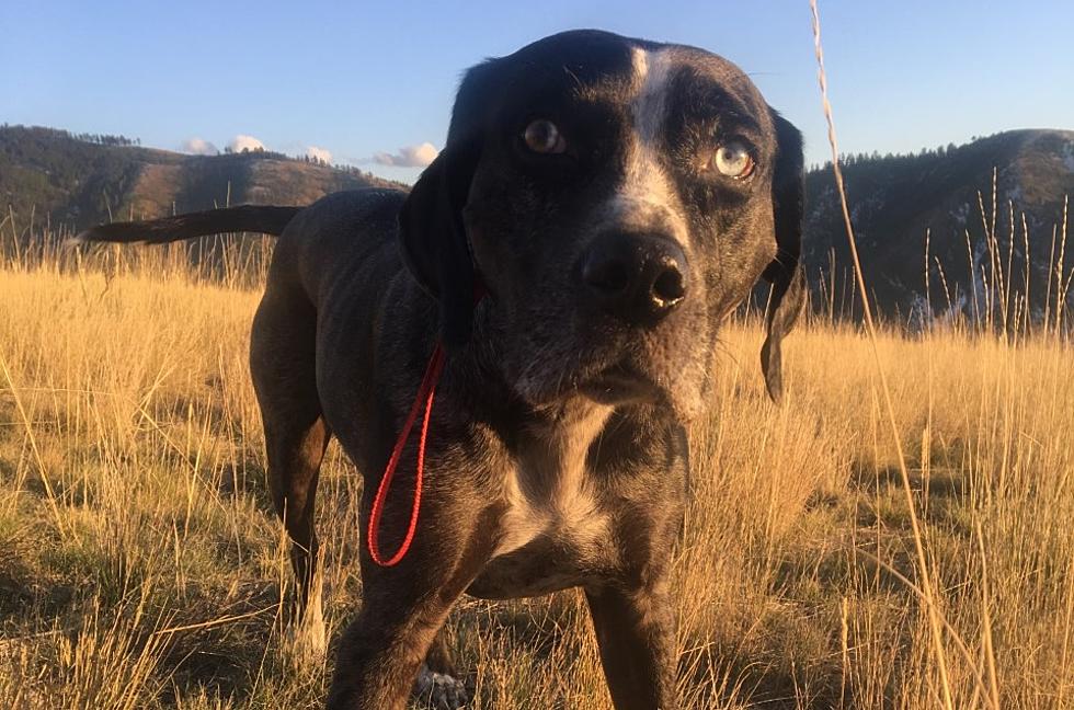 Updates on 2 Missoula Dogs Who Were Recently in the News