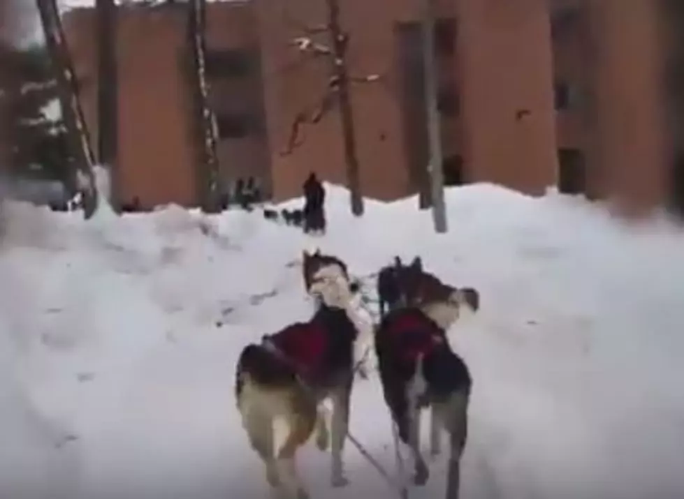 No That’s Not Alaska – Dog Sleds Mush Students Around the Campus of Michigan Tech [VIDEO]