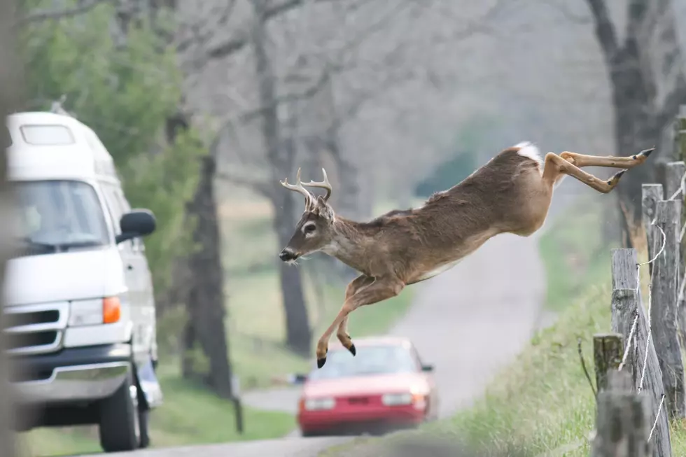 Illinois Police Warn of Marauding Sex-Crazed Deer