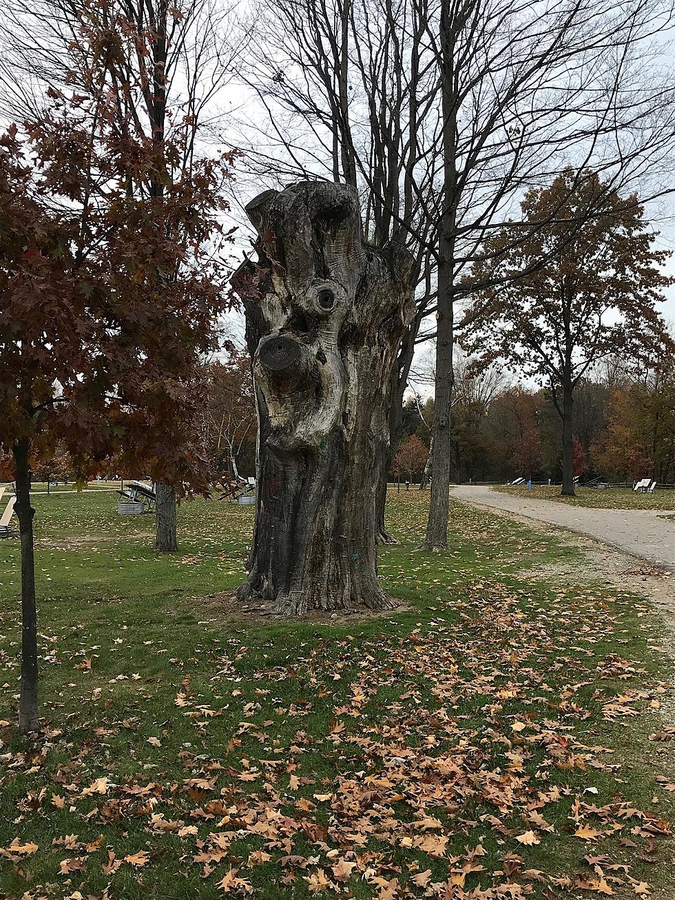A Michigan State Park Landmark is Gone as the ‘Bear Tree’ Collapsed at Lakeport State Park