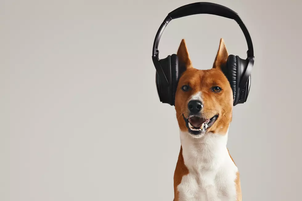 Rock on, Dog- Donate Your Unwanted, Out of Date Tech to Pets at the SPCA