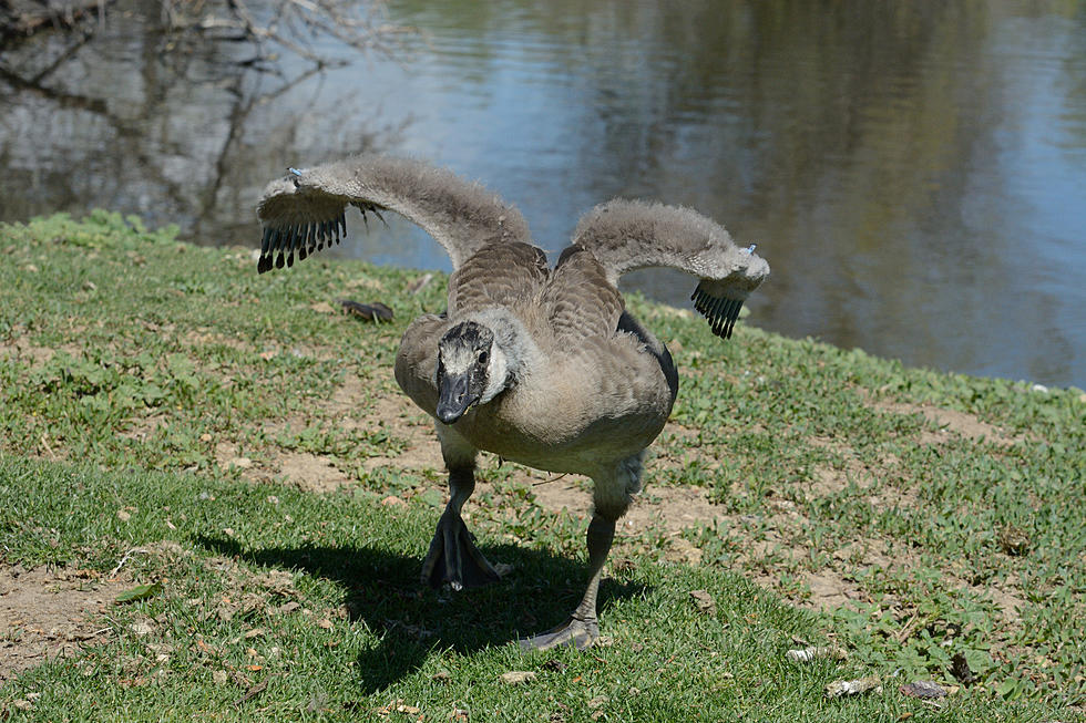 A Goose Has Been Attacking Students at Eastern Michigan – Can We Get Him on the Football Team?