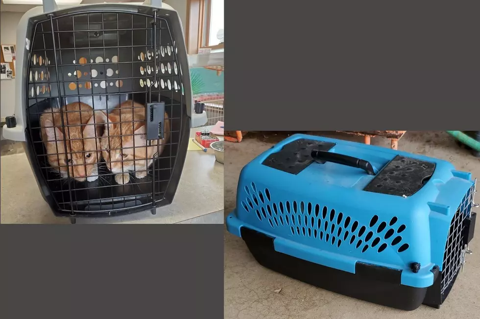 Two Cases Of Cats Abandoned, Locked In Cages In St. Joseph County
