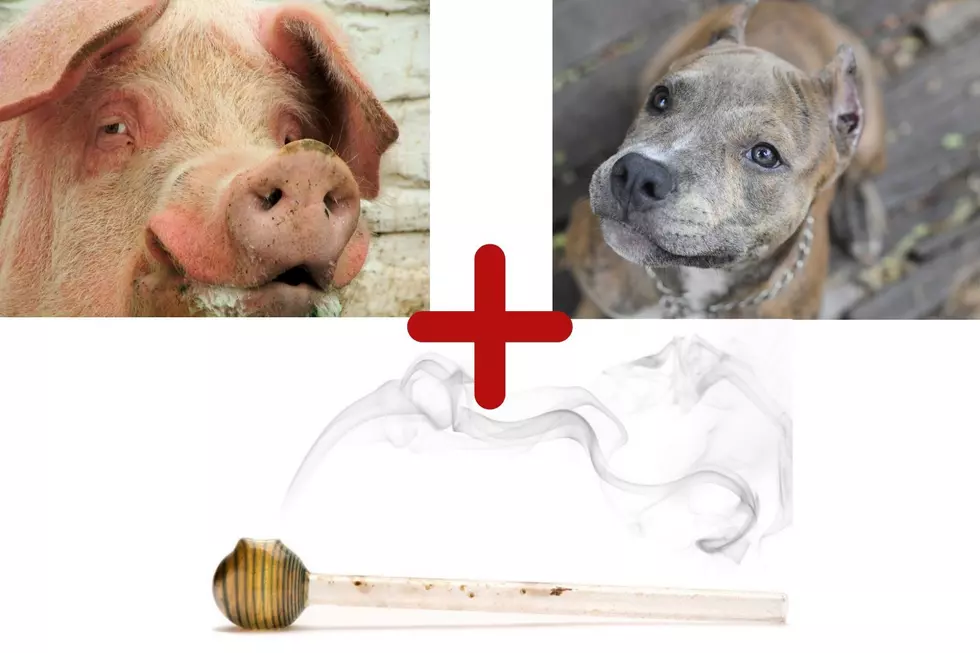 Dog And Pig Fighting Delays Drug Investigation – WHAT?!